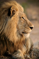 Lion Profile