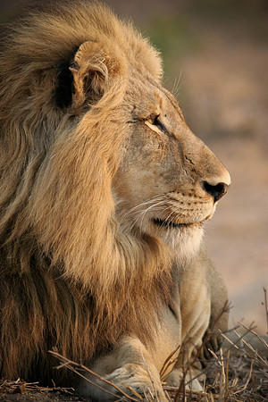 Lion Profile