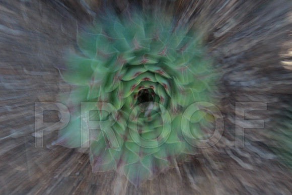 Flora_6946