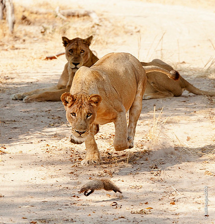 Ipad-Lion Mongoose K-7968-2