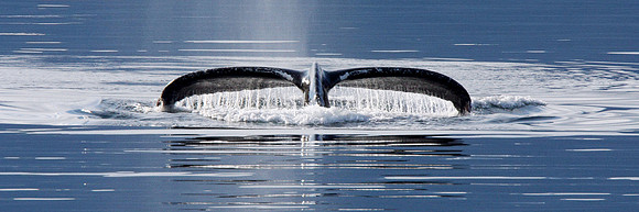 1 Whale Tail