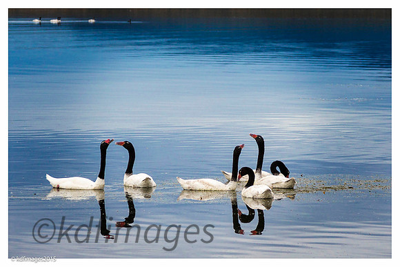 Black Neck Swans _KDF2478-KF-KF-KF