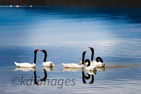 Black Neck Swans _KDF2478-KF-KF