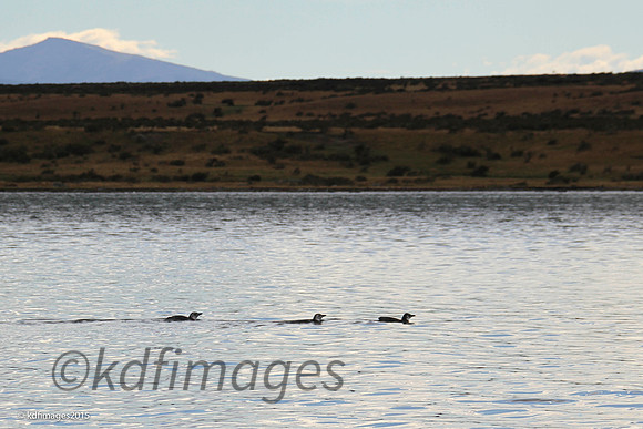 Penguins IMG_8530