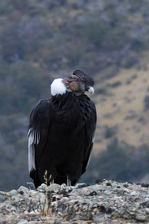Daddy Condor IMG_1521