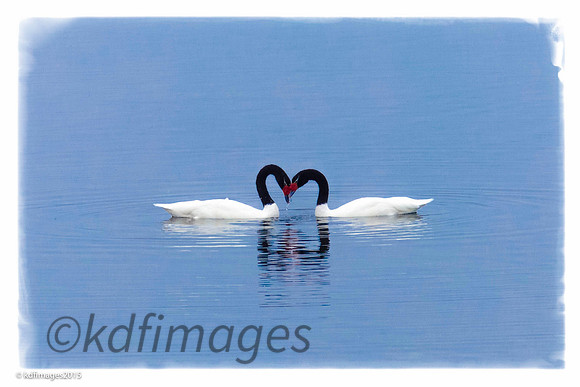 _MG_3568-KF-KF