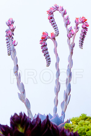 Flora_0905