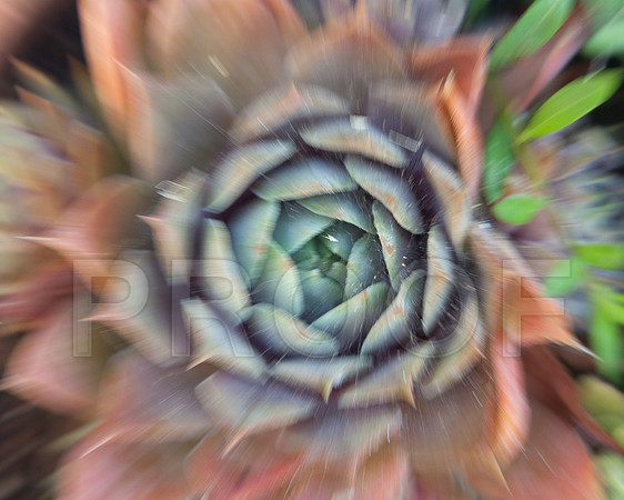 Flora_0947