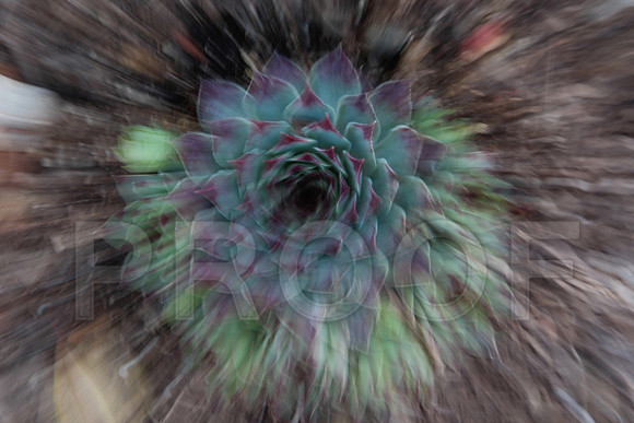 Flora_6936