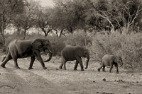 BW 3 Elephants