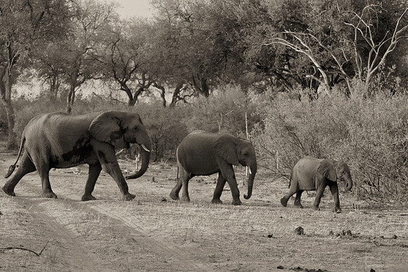 BW 3 Elephants