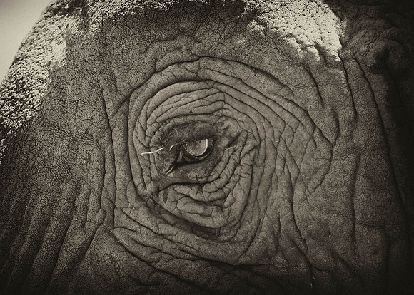 BW Elephant Eye-6