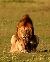 Mating Pair