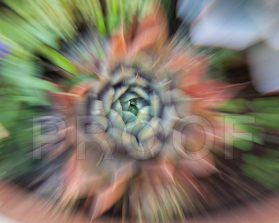 Flwr-0950-5