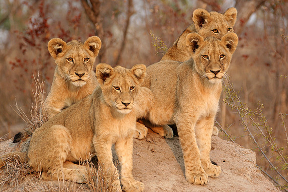 Lion Cubs - Four