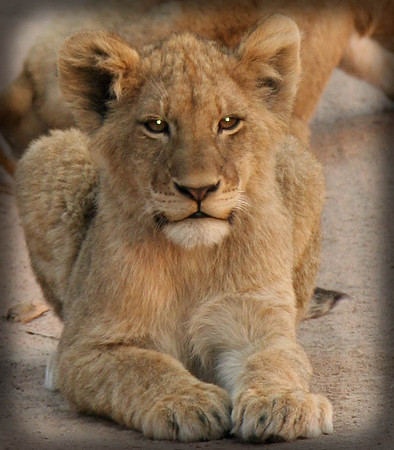 Lion Cub 9139